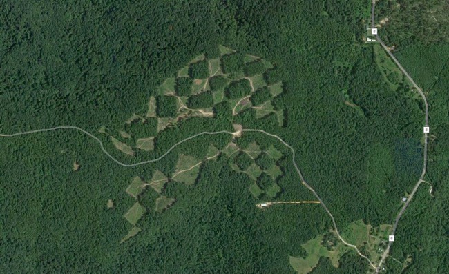 Khu rừng kỳ lạ nhìn từ trên cao trông giống hệt một bàn cờ với các ô vuông đều tăm tắp - Ảnh 2.