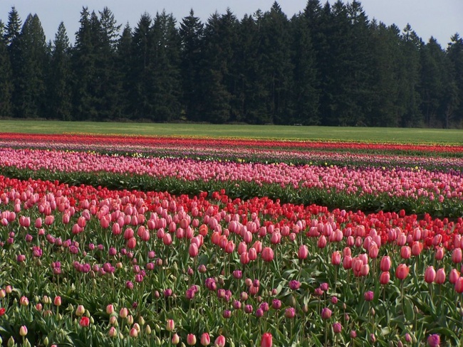 6 khu vườn hoa tulip chỉ nhìn thôi cũng khiến người ta ngất ngây bởi quá đẹp, quá rực rỡ - Ảnh 20.