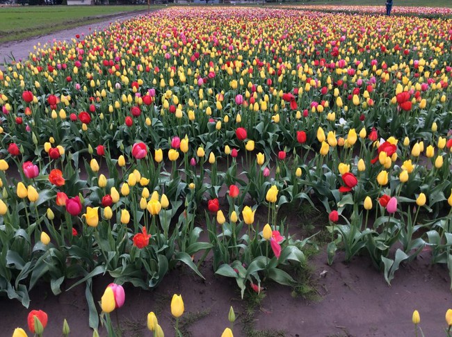 6 khu vườn hoa tulip chỉ nhìn thôi cũng khiến người ta ngất ngây bởi quá đẹp, quá rực rỡ - Ảnh 26.