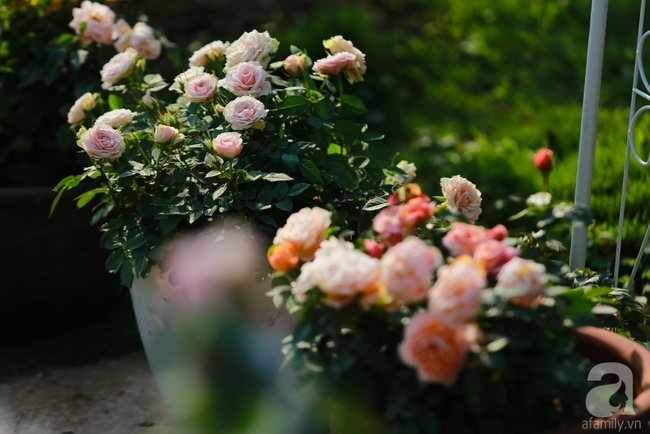 Lạc lối giữa vườn hồng rộng đến 5000m² của cô gái 9x ở Hà Nội - Ảnh 9.