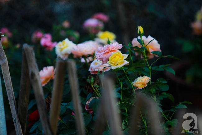 Lạc lối giữa vườn hồng rộng đến 5000m² của cô gái 9x ở Hà Nội - Ảnh 11.