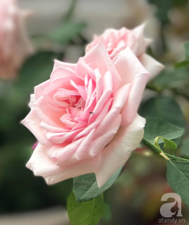 Vẻ quyến rũ của hàng trăm loài hoa hồng quý trên sân thượng 50m² của chàng trai độc thân 8x ở Vũng Tàu - Ảnh 7.