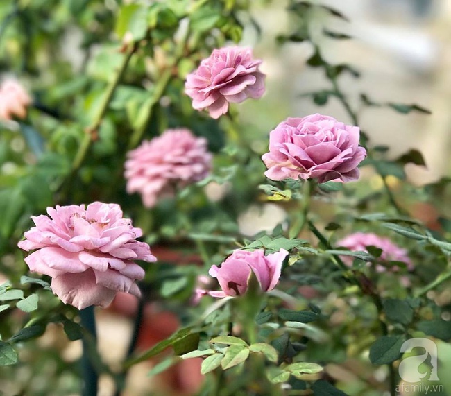Vẻ quyến rũ của hàng trăm loài hoa hồng quý trên sân thượng 50m² của chàng trai độc thân 8x ở Vũng Tàu - Ảnh 11.