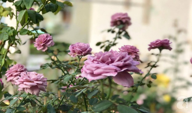 Ngắm trọn vẻ đẹp quyến rũ của gần trăm loài hồng quý trên sân thượng 50m2 ở Vũng Tàu - Ảnh 11.