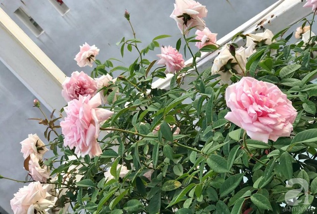 Vẻ quyến rũ của hàng trăm loài hoa hồng quý trên sân thượng 50m² của chàng trai độc thân 8x ở Vũng Tàu - Ảnh 17.