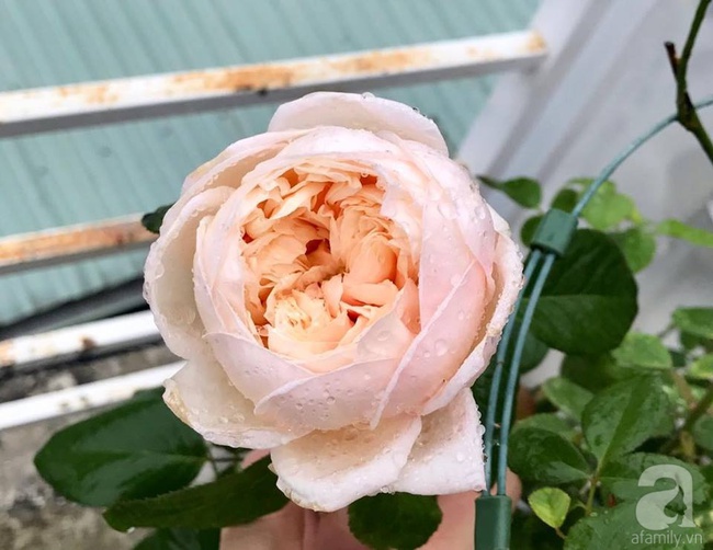 Vẻ quyến rũ của hàng trăm loài hoa hồng quý trên sân thượng 50m² của chàng trai độc thân 8x ở Vũng Tàu - Ảnh 18.