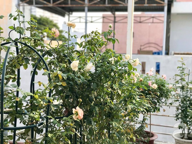 Vẻ quyến rũ của hàng trăm loài hoa hồng quý trên sân thượng 50m² của chàng trai độc thân 8x ở Vũng Tàu - Ảnh 22.