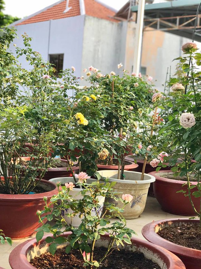Vẻ quyến rũ của hàng trăm loài hoa hồng quý trên sân thượng 50m² của chàng trai độc thân 8x ở Vũng Tàu - Ảnh 23.