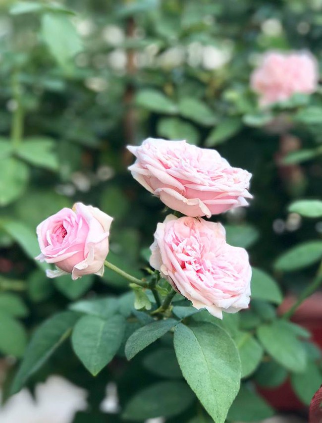 Vẻ quyến rũ của hàng trăm loài hoa hồng quý trên sân thượng 50m² của chàng trai độc thân 8x ở Vũng Tàu - Ảnh 24.
