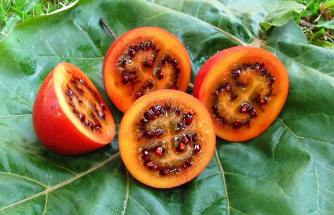 Hướng dẫn cách trồng giống cà chua thân gỗ Tamarillo đang vô cùng hot hiện nay - Ảnh 3.