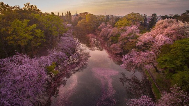 Cảnh đẹp tựa thiên đường ở Nhật Bản vào mùa hoa anh đào nở - Ảnh 5.