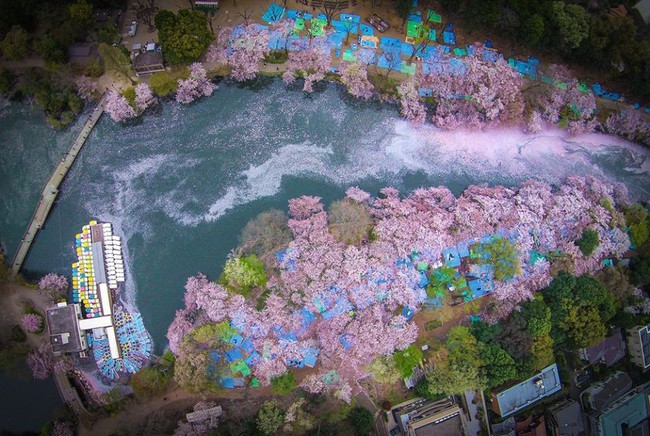 Cảnh đẹp tựa thiên đường ở Nhật Bản vào mùa hoa anh đào nở - Ảnh 8.