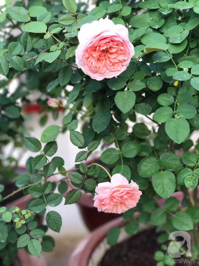 Bí quyết trồng cả sân thượng hoa hồng ngoại rực rỡ của chàng trai độc thân ở Vũng Tàu - Ảnh 7.
