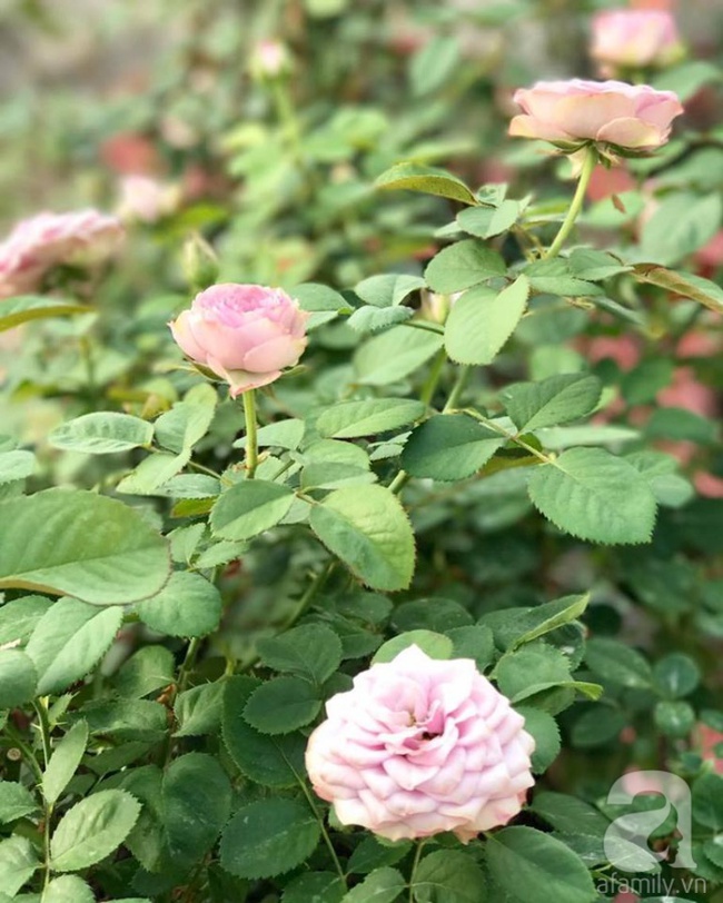 Bí quyết trồng cả sân thượng hoa hồng ngoại rực rỡ của chàng trai độc thân ở Vũng Tàu - Ảnh 10.