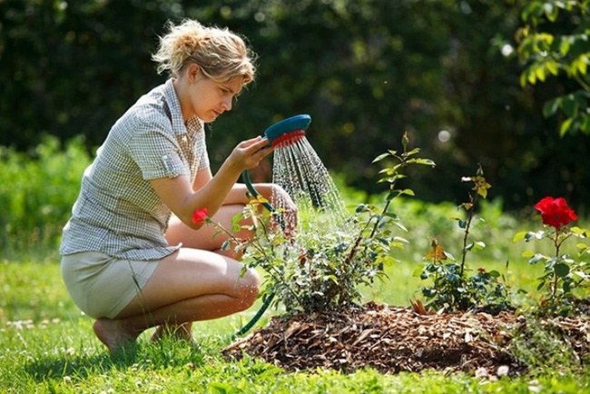 4 mẹo nhỏ đơn giản giúp hoa hồng nở rực rỡ trong vườn dành cho người mới trồng - Ảnh 2.