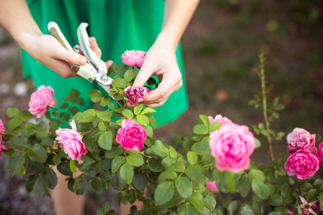 4 mẹo nhỏ đơn giản giúp hoa hồng nở rực rỡ trong vườn dành cho người mới trồng - Ảnh 4.