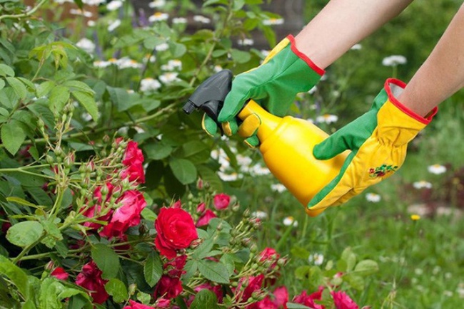4 mẹo nhỏ đơn giản giúp hoa hồng nở rực rỡ trong vườn dành cho người mới trồng - Ảnh 5.