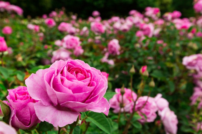 Nếu muốn trồng hoa hồng thì đây là thời điểm tốt nhất bạn không thể bỏ lỡ - Ảnh 4.