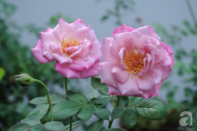 Khu vườn hoa hồng chen nhau nở rực rỡ trên sân thượng 18m² ở Hà Nội - Ảnh 4.