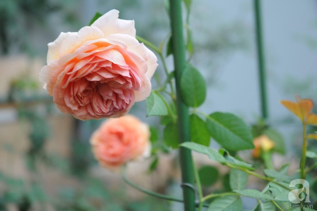 Khu vườn hoa hồng chen nhau nở rực rỡ trên sân thượng 18m² ở Hà Nội - Ảnh 26.