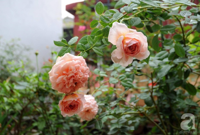 Khu vườn hoa hồng chen nhau nở rực rỡ trên sân thượng 18m² ở Hà Nội - Ảnh 29.