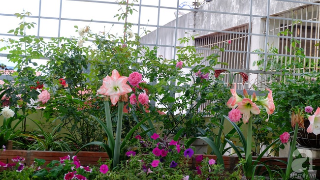 Người phụ nữ Hà Thành dành 8 năm cho niềm đam mê biến sân thượng thành góc vườn hoa rực rỡ - Ảnh 2.