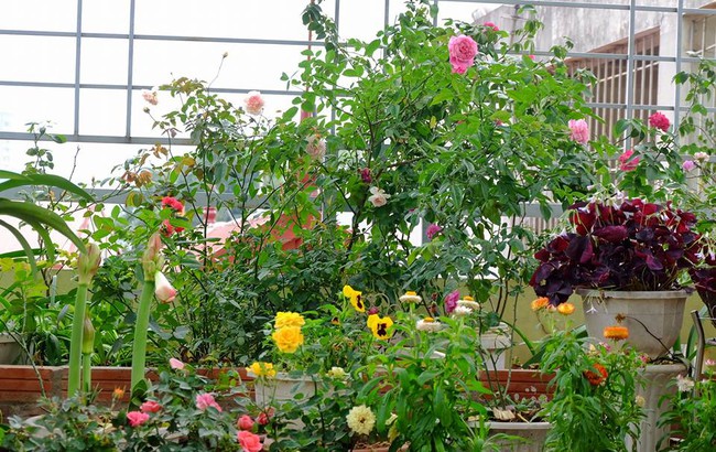 Người phụ nữ Hà Thành dành 8 năm cho niềm đam mê biến sân thượng thành góc vườn hoa rực rỡ - Ảnh 3.