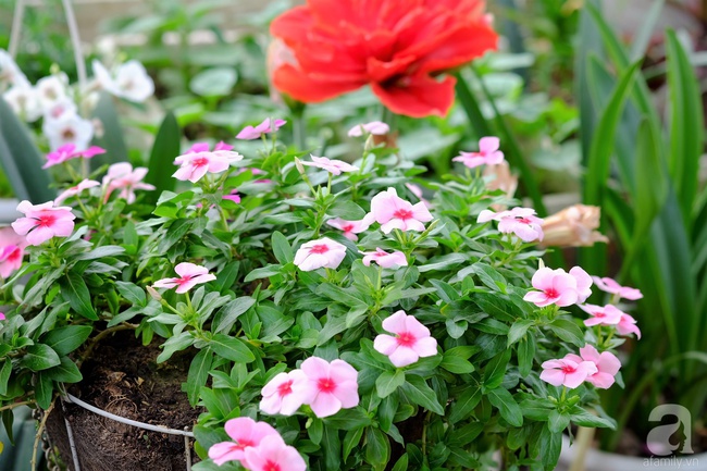 Người phụ nữ Hà Thành dành 8 năm cho niềm đam mê biến sân thượng thành góc vườn hoa rực rỡ - Ảnh 4.