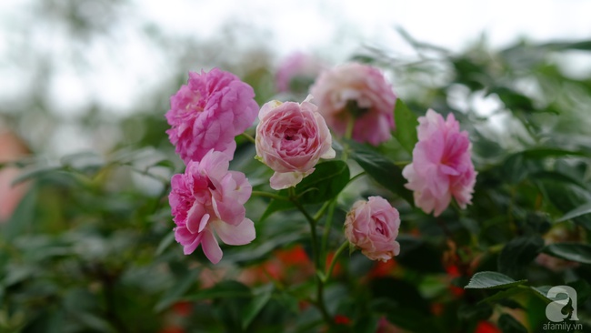 Người phụ nữ Hà Thành dành 8 năm cho niềm đam mê biến sân thượng thành góc vườn hoa rực rỡ - Ảnh 8.