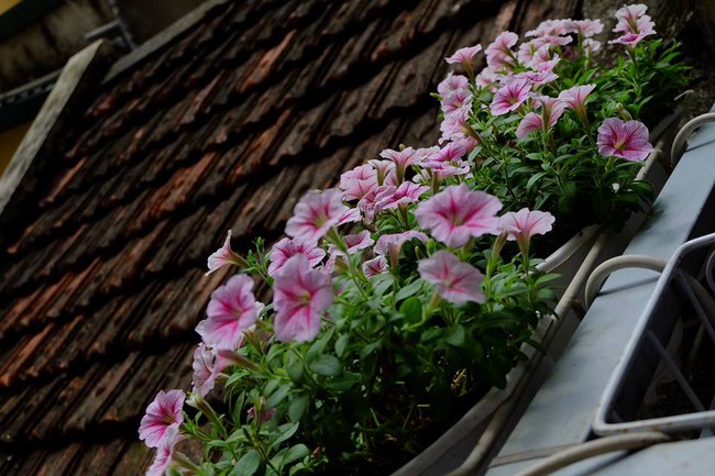 Người phụ nữ Hà Thành dành 8 năm cho niềm đam mê biến sân thượng thành góc vườn hoa rực rỡ - Ảnh 10.