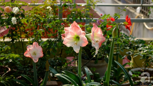 Người phụ nữ Hà Thành dành 8 năm cho niềm đam mê biến sân thượng thành góc vườn hoa rực rỡ - Ảnh 16.