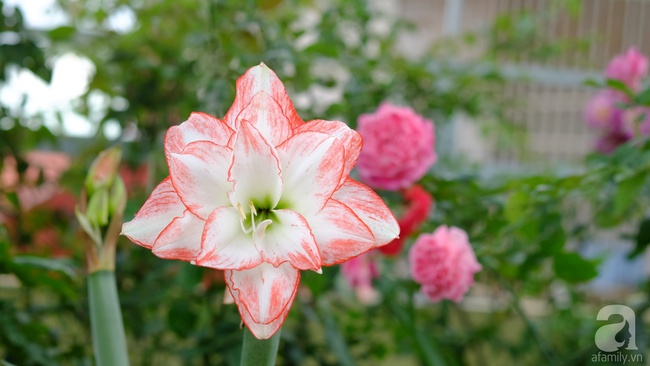 Người phụ nữ Hà Thành dành 8 năm cho niềm đam mê biến sân thượng thành góc vườn hoa rực rỡ - Ảnh 18.