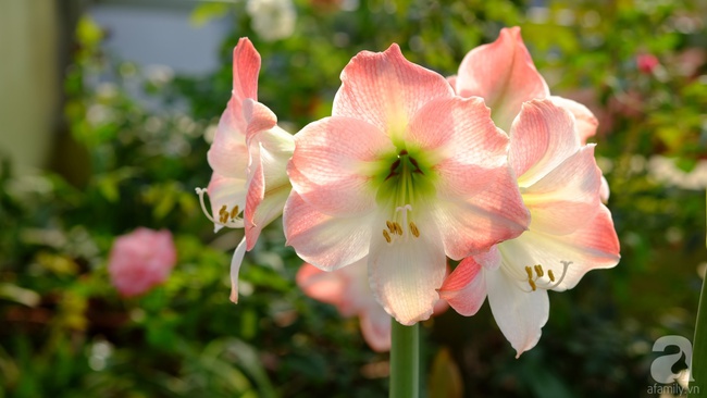 Người phụ nữ Hà Thành dành 8 năm cho niềm đam mê biến sân thượng thành góc vườn hoa rực rỡ - Ảnh 19.