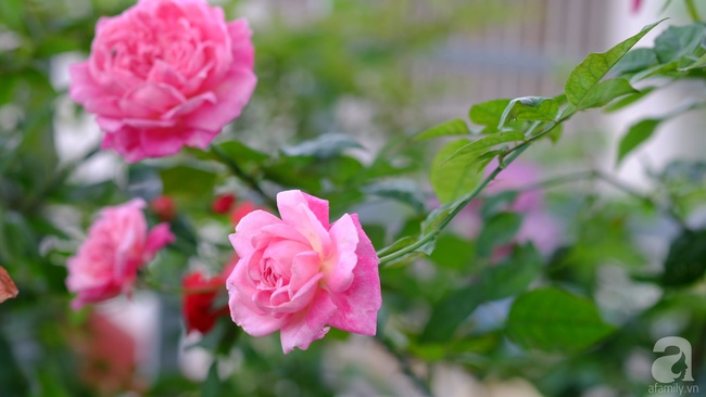 Người phụ nữ Hà Thành dành 8 năm cho niềm đam mê biến sân thượng thành góc vườn hoa rực rỡ - Ảnh 21.