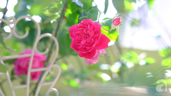 Người phụ nữ Hà Thành dành 8 năm cho niềm đam mê biến sân thượng thành góc vườn hoa rực rỡ - Ảnh 22.