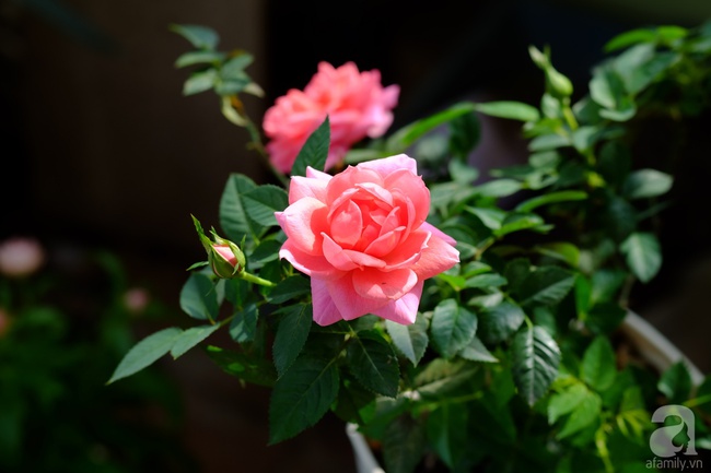 Người phụ nữ Hà Thành dành 8 năm cho niềm đam mê biến sân thượng thành góc vườn hoa rực rỡ - Ảnh 24.