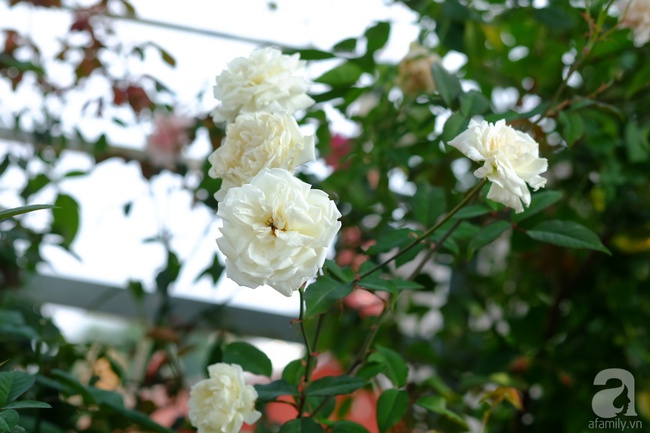 Người phụ nữ Hà Thành dành 8 năm cho niềm đam mê biến sân thượng thành góc vườn hoa rực rỡ - Ảnh 26.