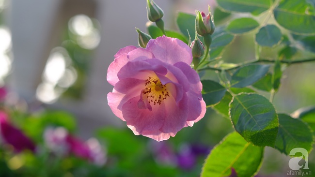 Người phụ nữ Hà Thành dành 8 năm cho niềm đam mê biến sân thượng thành góc vườn hoa rực rỡ - Ảnh 27.