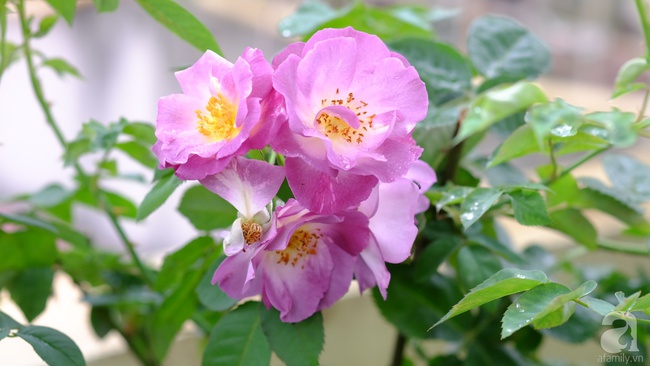 Người phụ nữ Hà Thành dành 8 năm cho niềm đam mê biến sân thượng thành góc vườn hoa rực rỡ - Ảnh 28.