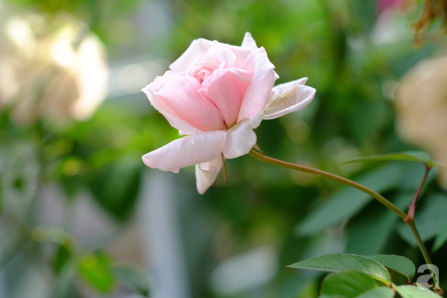 Người phụ nữ Hà Thành dành 8 năm cho niềm đam mê biến sân thượng thành góc vườn hoa rực rỡ - Ảnh 30.