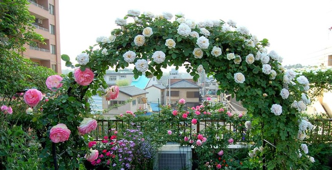 Khu vườn hoa hồng đẹp như cổ tích trên sân thượng của cô sinh viên trẻ - Ảnh 8.