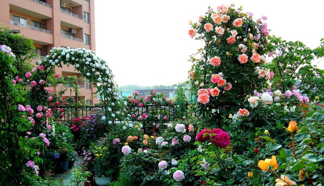 Khu vườn hoa hồng đẹp như cổ tích trên sân thượng của cô sinh viên trẻ - Ảnh 10.