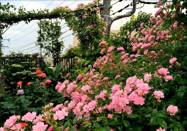 Khu vườn hoa hồng đẹp như cổ tích trên sân thượng của cô sinh viên trẻ - Ảnh 12.