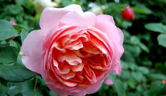 Khu vườn hoa hồng đẹp như cổ tích trên sân thượng của cô sinh viên trẻ - Ảnh 13.