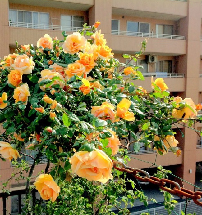 Khu vườn hoa hồng đẹp như cổ tích trên sân thượng của cô sinh viên trẻ - Ảnh 14.