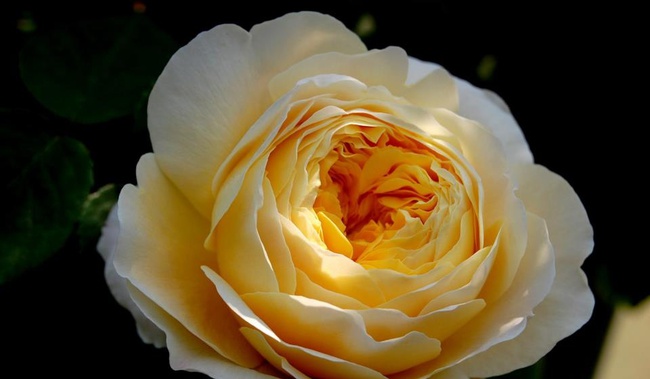 Khu vườn hoa hồng đẹp như cổ tích trên sân thượng của cô sinh viên trẻ - Ảnh 21.