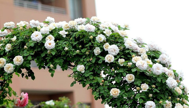 Khu vườn hoa hồng đẹp như cổ tích trên sân thượng của cô sinh viên trẻ - Ảnh 22.