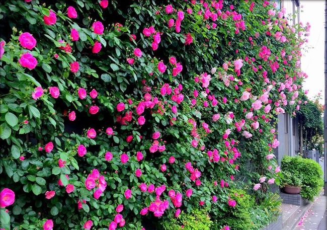 Khu vườn hoa hồng đẹp như cổ tích trên sân thượng của cô sinh viên trẻ - Ảnh 29.