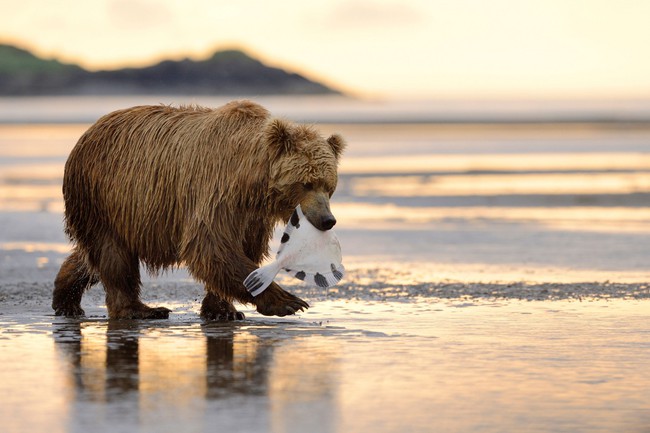 Có một Alaska hoang dã và đẹp phóng khoáng khiến ai cũng ước một lần được đặt chân - Ảnh 4.