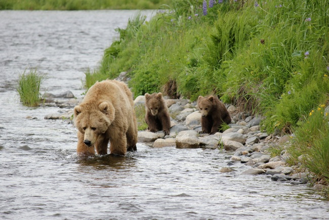 Có một Alaska hoang dã và đẹp phóng khoáng khiến ai cũng ước một lần được đặt chân - Ảnh 8.